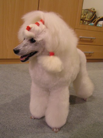 19. den DORLY je voňavá, okoupaná a ostříhaná...